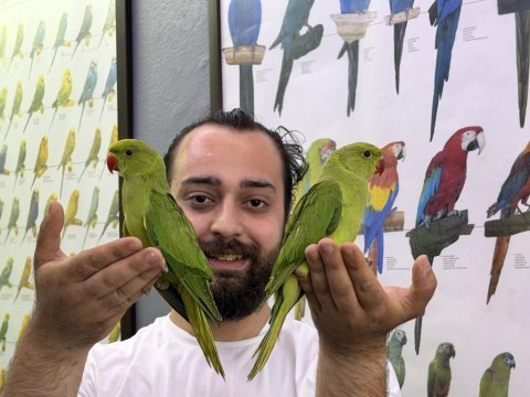 Bebek yavru pakistan papağanlarımız