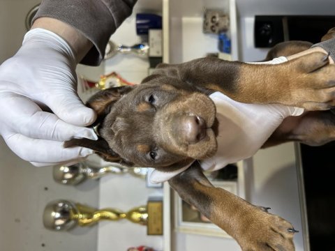 Avrupa doberman yavrular