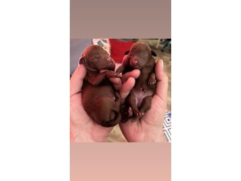 Dark red brown ev doğum poodle bebeklerim