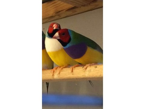 Rengarenk goldian finch