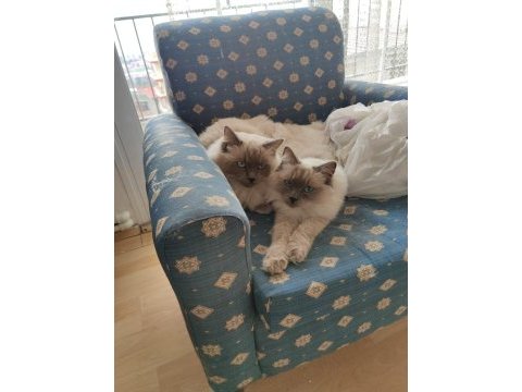 Ragdoll lilly ve mia
