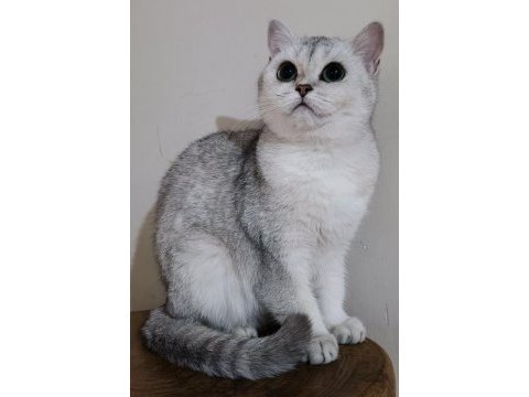 Scottish straight shorthair ns11 dişi