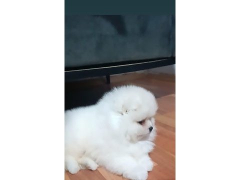 Pomeranian yavrular