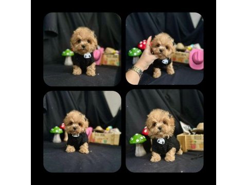 Maltipoo bebekler yeni ailelerini bekliyor