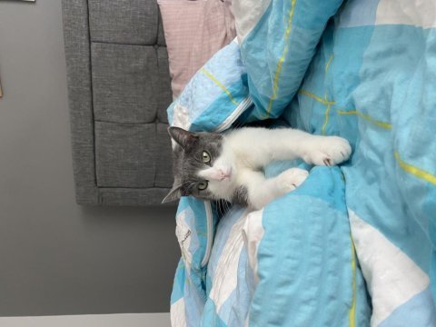 2 yaşında tekir kedimiz minho