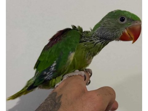 El besleme alexander papağanları 81 ile gönderim vardır