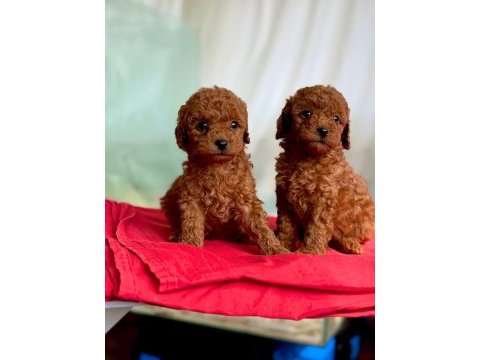 Aşılı toy poodle yavrularımız'da kampanya