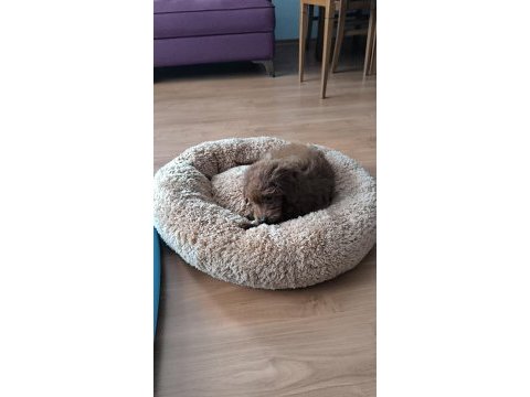 3,5 aylık dişi toy poodle yavrusu