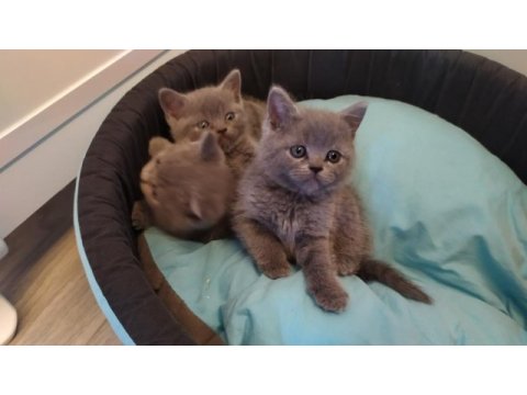 British shorthair dik kulak