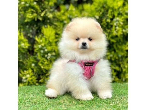 Sevimli pomeranian boo yavrularımız
