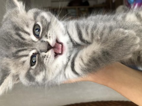 Gri british shorthair yavru kedim