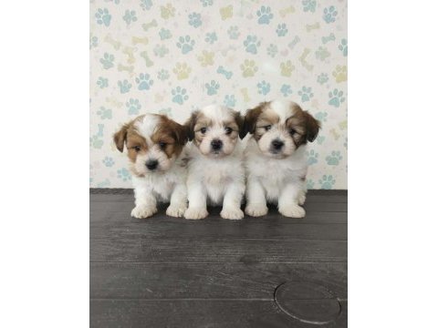 Maltipoo yavrular