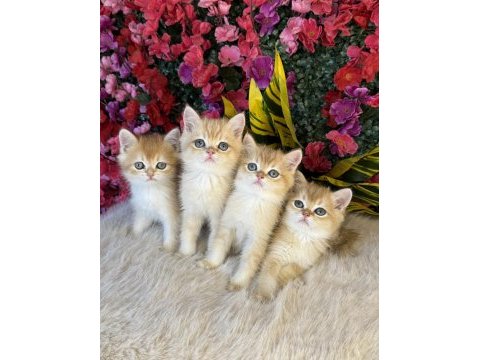 6 kardeş gold kedimiz