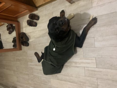 Üç yaşında rottweiler çiftleştirme