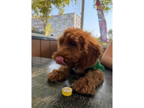 Toy poodle 3.5 aylık dişi
