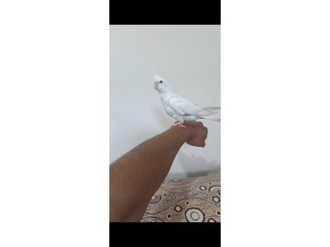 Ele kola alışkın yavru sultan papağanlar
