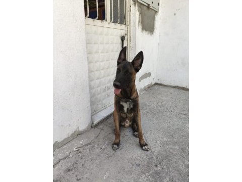 Sahibinden sahiplendirilecek belçika kurdu