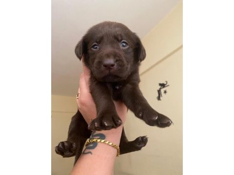 2 aylık safkan labrador retriever yavrularım