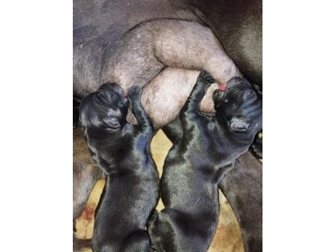 Cane corso yavrular ruhsatlı çiftlikten