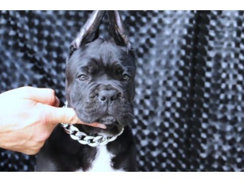 Fcı-kıf secereli safkan cane corso yavrular