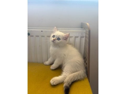 British shorthair kedisi