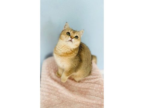 Kucak delisi british shorthair