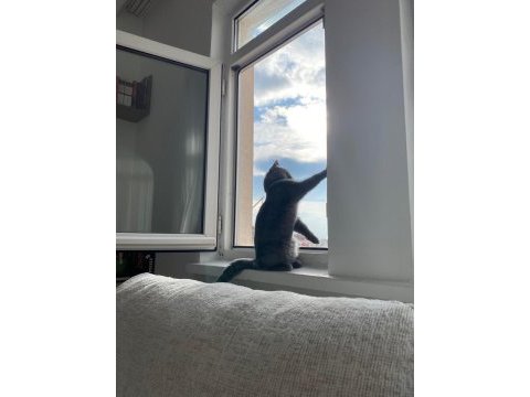 Kedimiz ışığımızı sahiplendiriyoruz