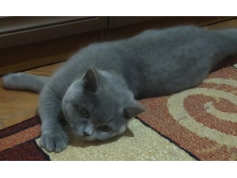 Dişi british shorthair