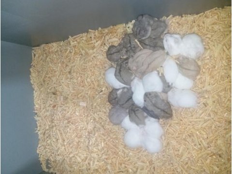 Yavru ve yetişkin hamster