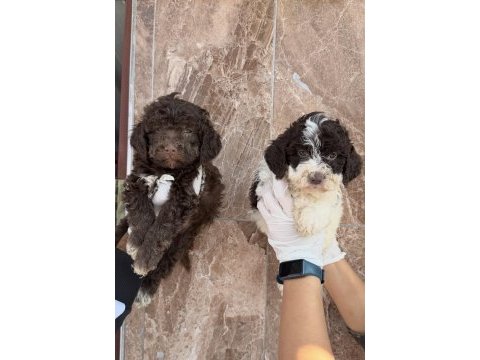 Portekiz su köpeği çok şirin yavrular 