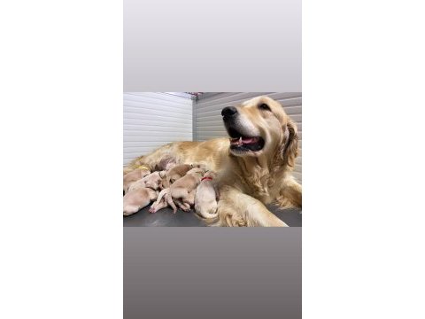 Vecihiden ırk ve sağlık garantili saf babyface goldenlar