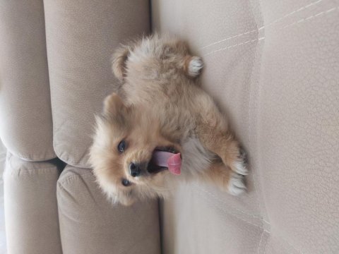2 aylık erkek tilki surat pomeranian