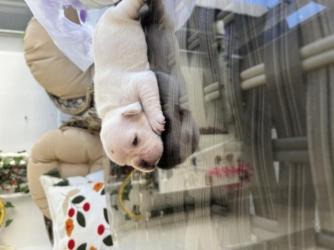 Rezerveye açık pilatinyum french bulldog