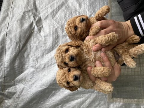Mükemmel kalite toy poodle yavrular