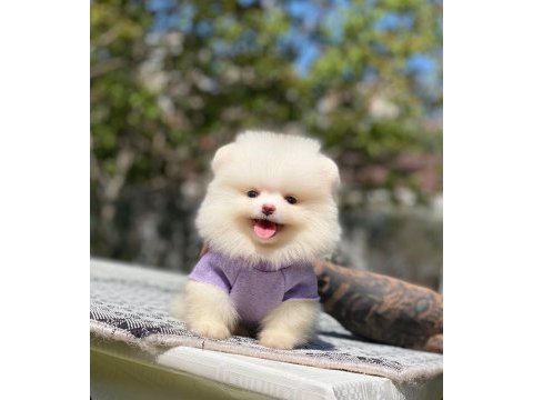 Pomeranian boo 2.5 aylık dişi erkek
