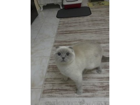 Blue point scottish fold