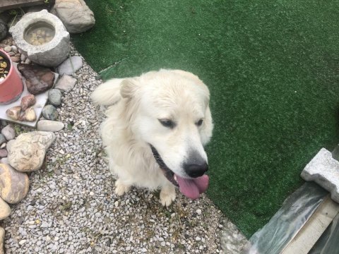 Golden retriever acil yuva