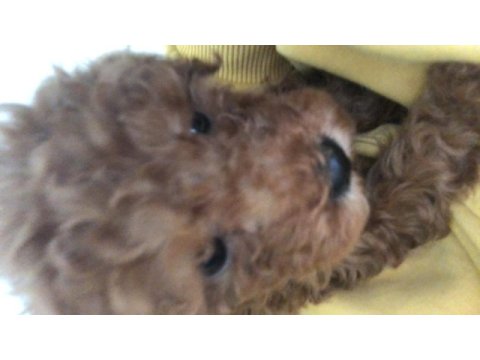 2,5 aylık mikro mama ve pedi hediyeli yavru poodle