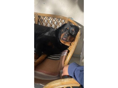 Rottweiler