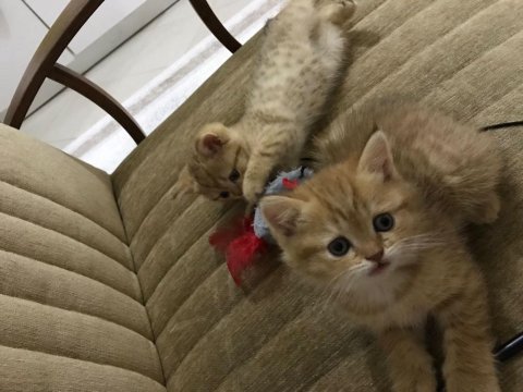 Scottish fold yavru kedilerimize yuva arıyoruz