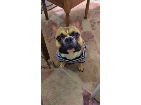 1 yaşında fawn erkek french bulldog