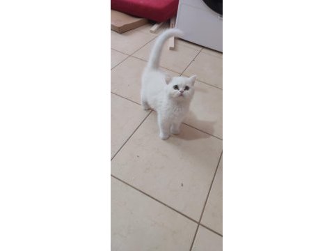 British shorthair minikler