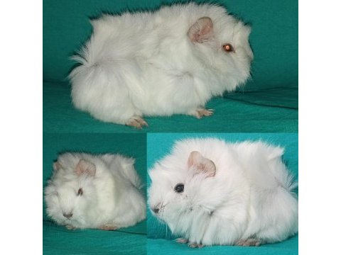 Kapıya teslim guinea pig setleri