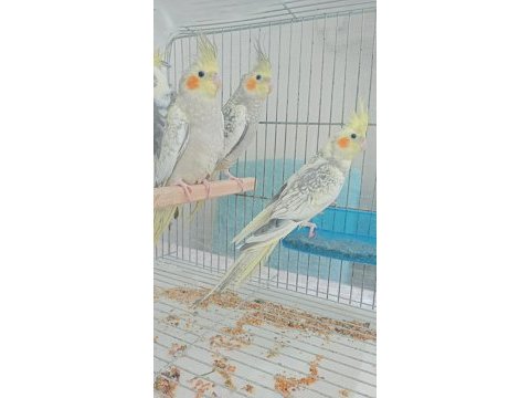 Sultan papağanı yavru ve damızlık kuslar