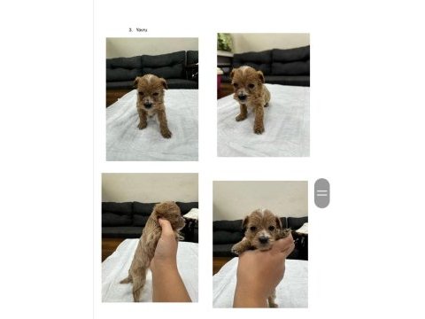 Maltipoo bebekler