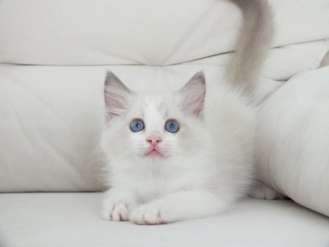 Full şecereli ragdoll yavruları