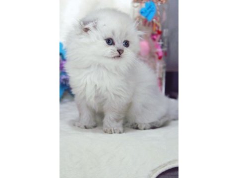 British longhair 55 günlük