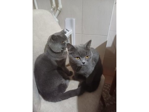 Ücretsiz kedi
