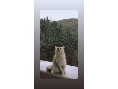 Kedimizi sahiplendirme