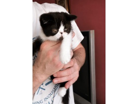 Safkan exotic shorthair bebekler